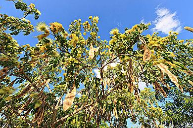 马头社《Subverse》发新公告 招募自愿汉英翻译人员